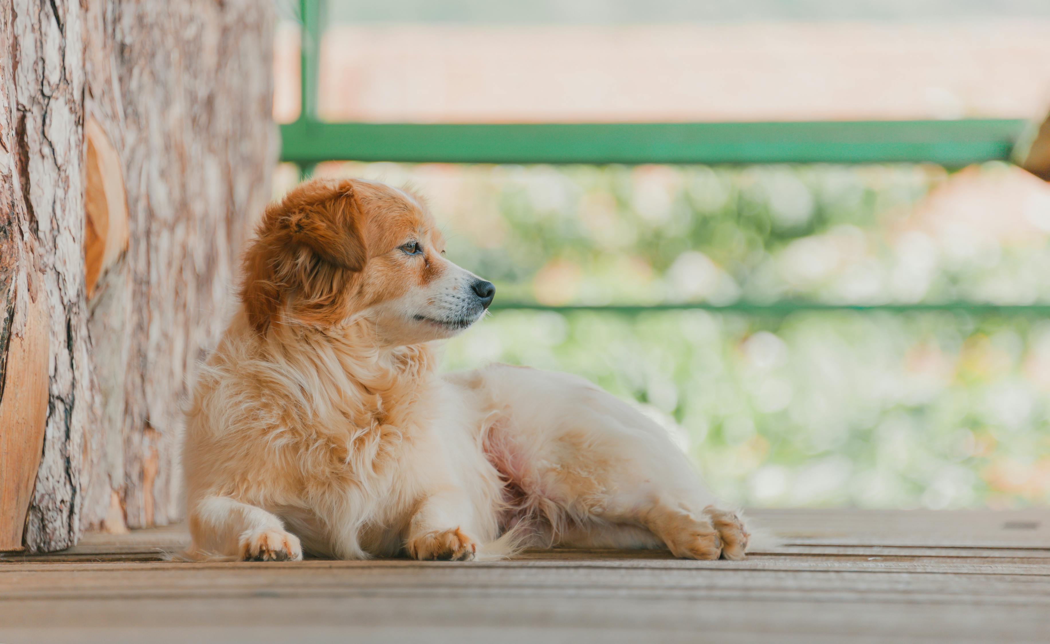 犬的性周期全解析，天数、特征与养护指南