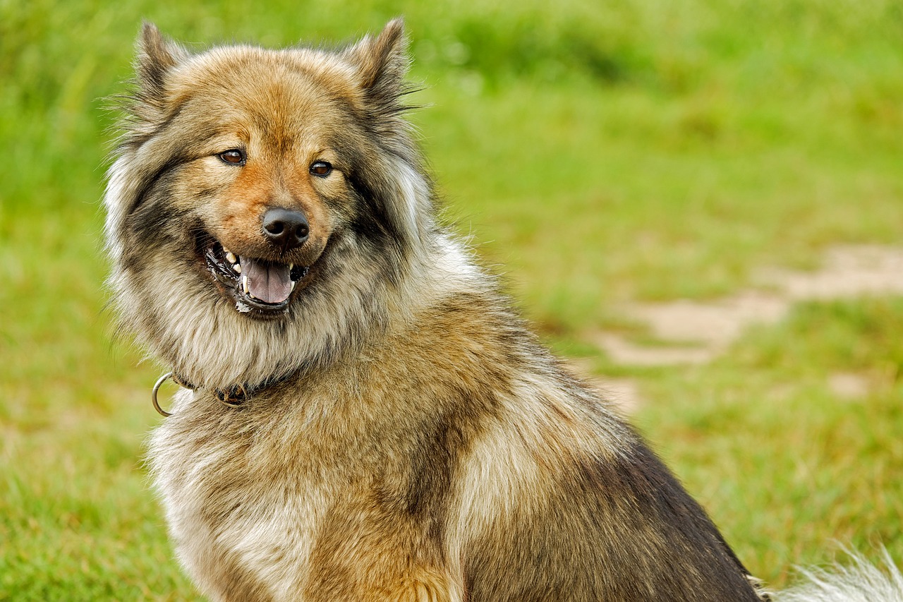 萨摩耶犬的外形魅力全解析