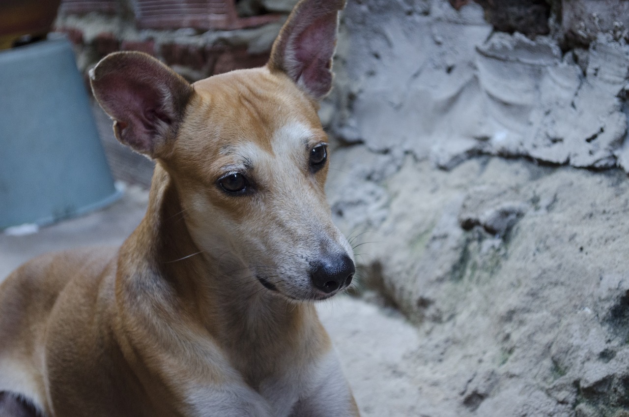 厦门寻宠指南，比熊犬的购买全攻略