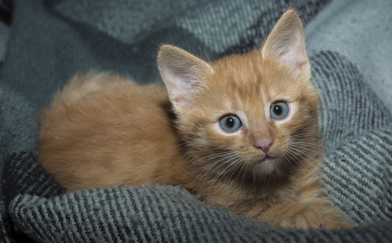 揭秘耳朵超长的猫咪品种，探秘猫咪的奇妙特征