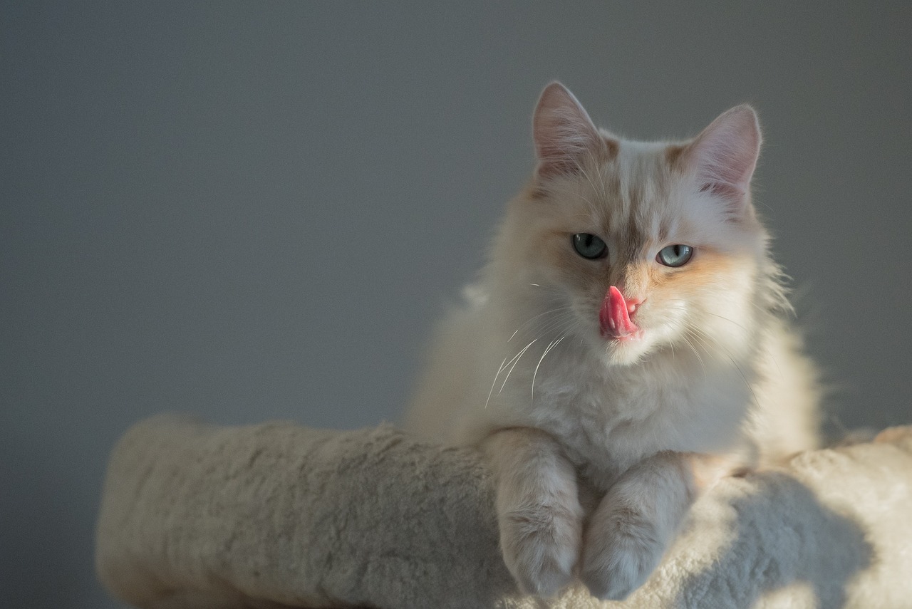 猫咪口服消炎药优选指南，宠物达人的专业推荐