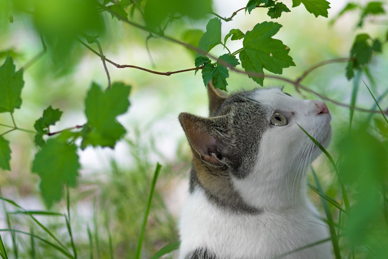 猫咪口服消炎药优选指南，宠物达人的专业推荐