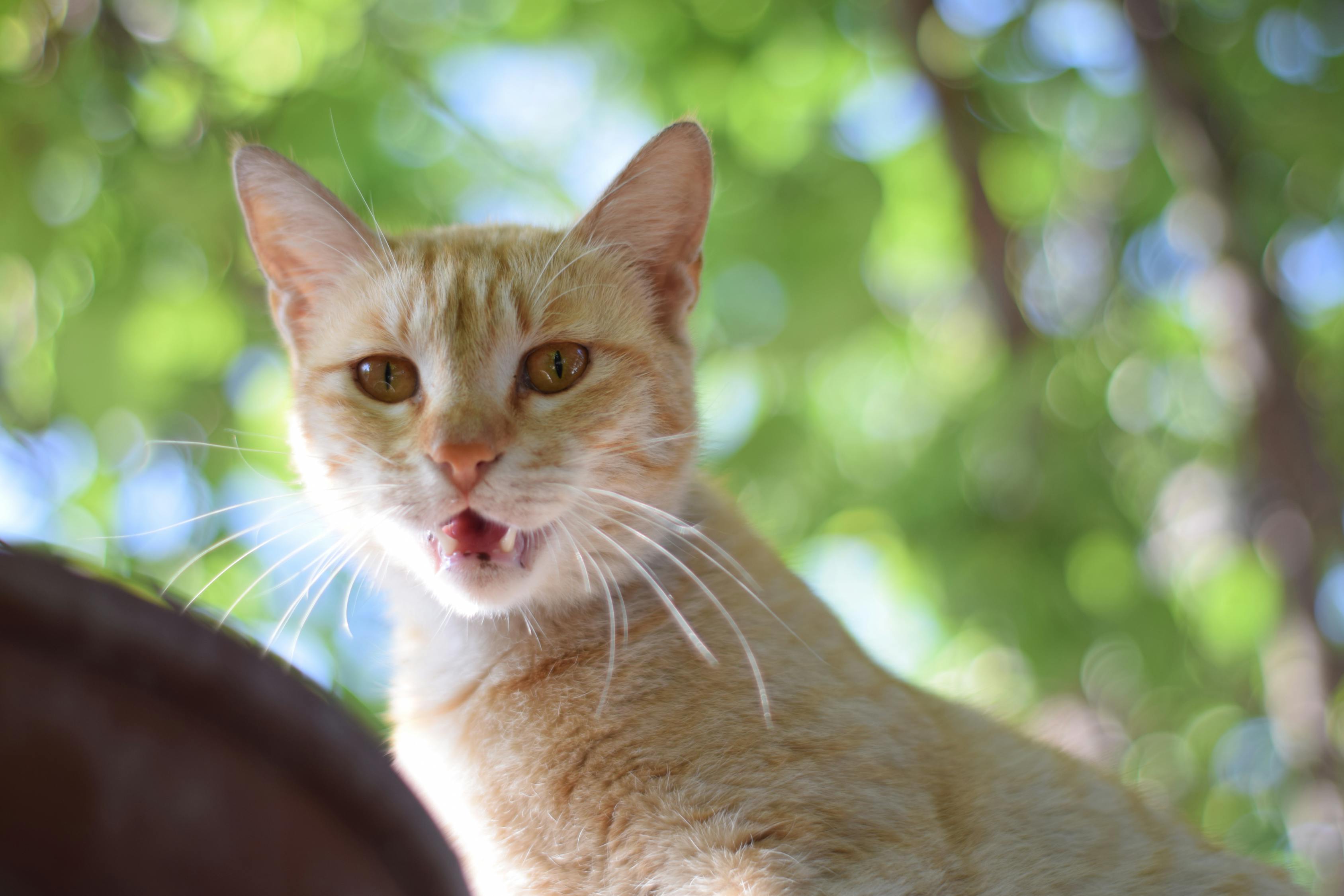 揭秘小猫咬人行为，理解背后的原因与应对策略