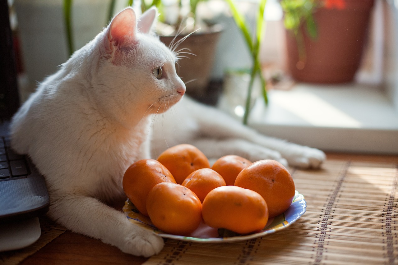 揭秘小猫长不大的奥秘，原因与养护指南