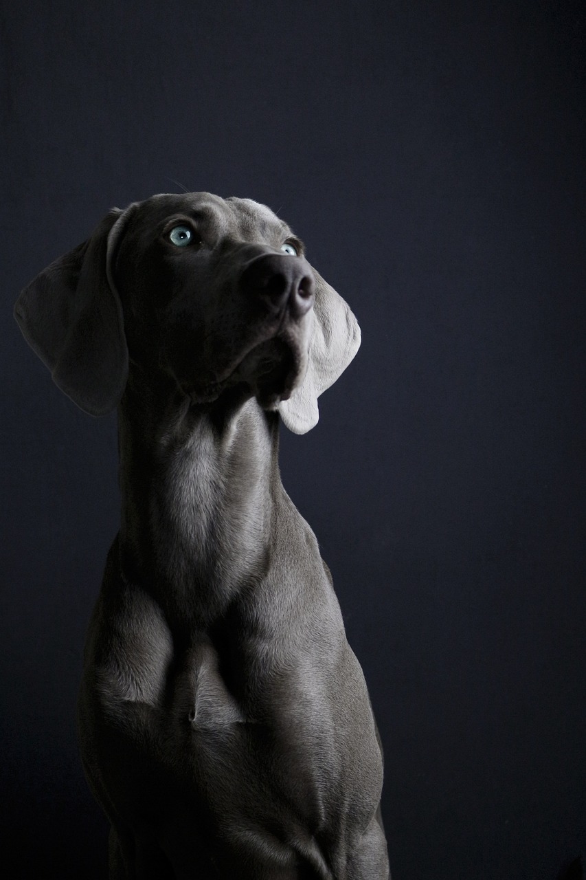 西安犬只数量揭秘，最新估算与宠物养护指南