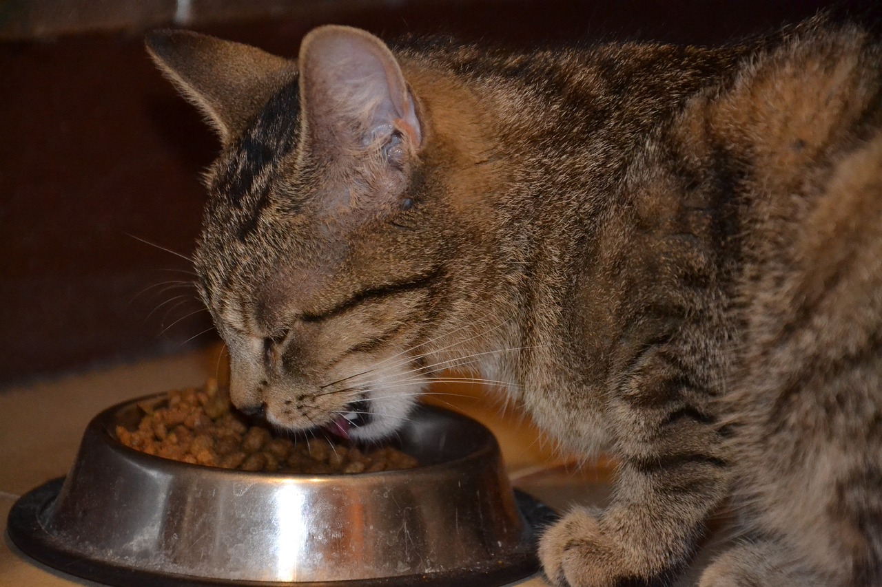 两月大猫咪饮食全攻略，科学喂养健康成长