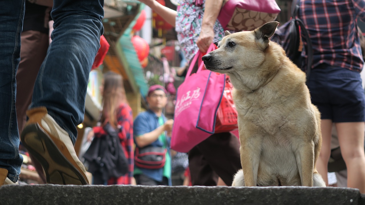 狗狗生产全攻略，确保安全与顺利