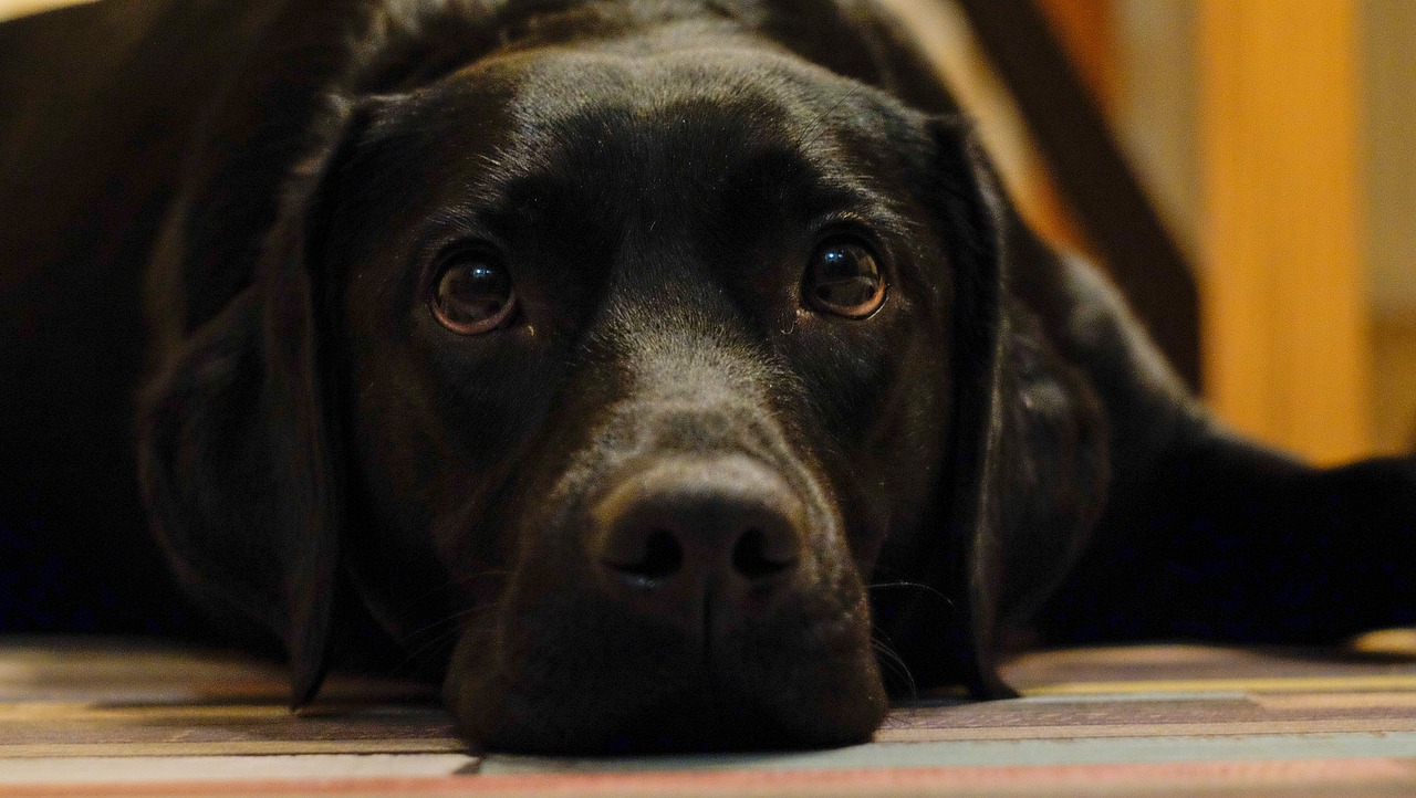 萨摩耶犬繁殖能力全解析，揭秘生育潜能